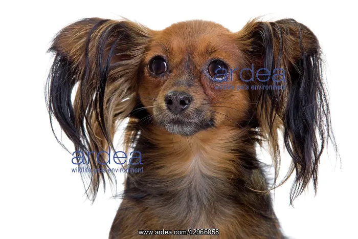  : Dog - Russkiy  /  Russian Toy Dog