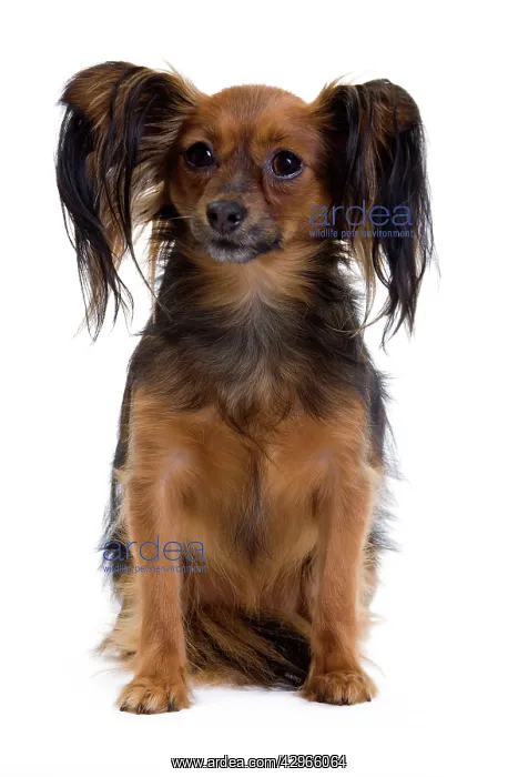  : Dog - Russkiy  /  Russian Toy Dog