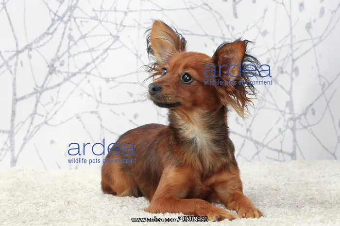  : Dog Russkiy  /  Russian Toy Dog