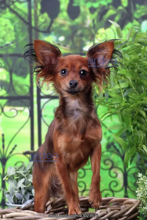  : Dog - Russkiy  /  Russian Toy Dog puppy