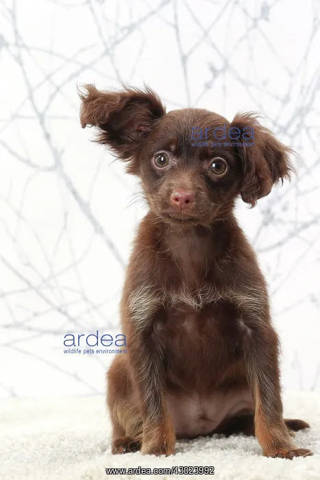  : Dog - Russkiy  /  Russian Toy Dog puppy