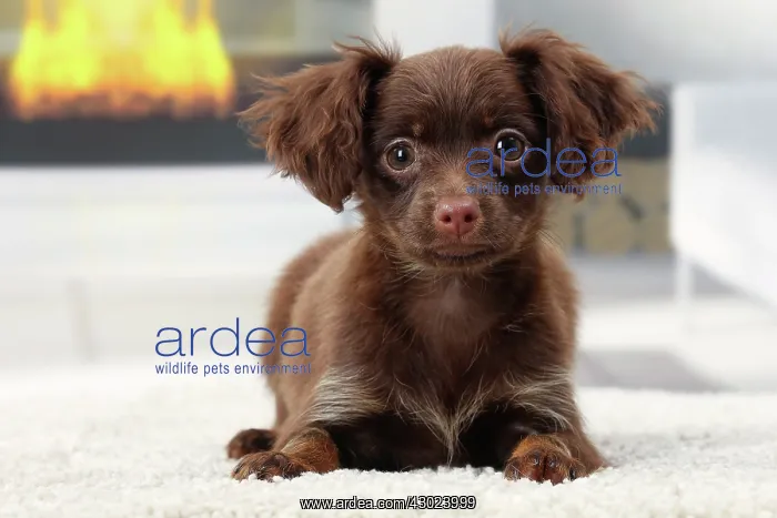  : Dog - Russkiy  /  Russian Toy Dog puppy