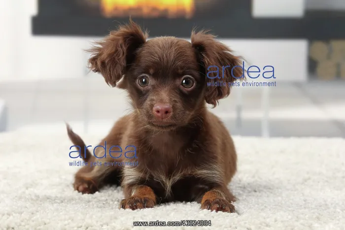  : Dog - Russkiy  /  Russian Toy Dog puppy
