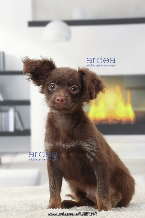  : Dog - Russkiy  /  Russian Toy Dog puppy