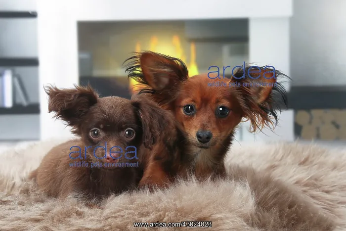  : Dog - Russkiy  /  Russian Toy Dog with puppy