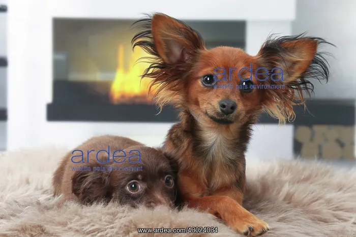  : Dog - Russkiy  /  Russian Toy Dog with puppy