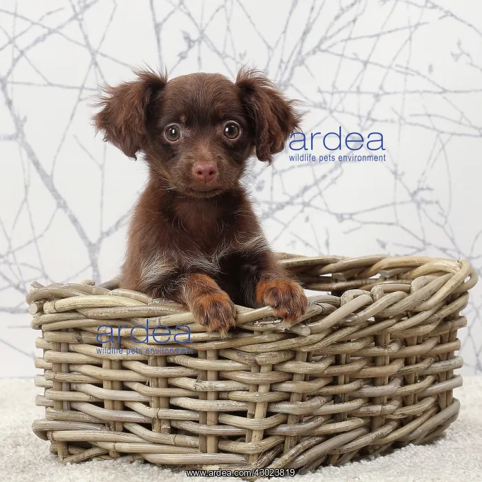 : Dog - Russkiy / Russian Toy Dog puppy in wicker basket : Dog - Russkiy / Russian Toy Dog puppy in wicker basket