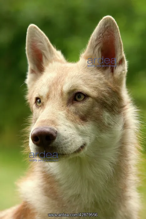  : Dog - Saarloos Wolfhound