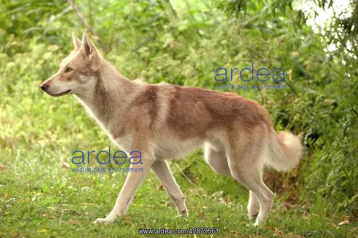  : Dog - Saarloos Wolfhound. Standing, side view