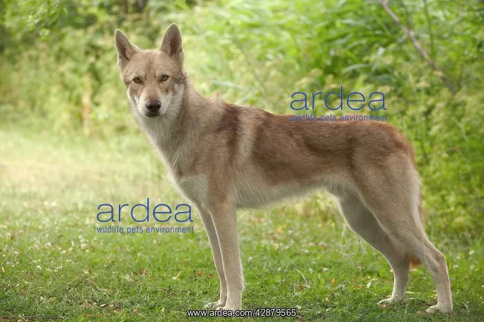  : Dog - Saarloos Wolfhound. Standing, side view