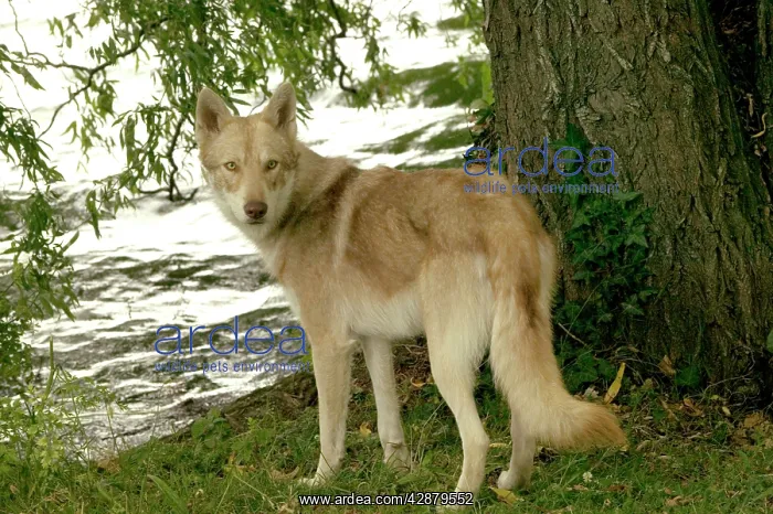  : Dog - Saarloos Wolfhound - by water