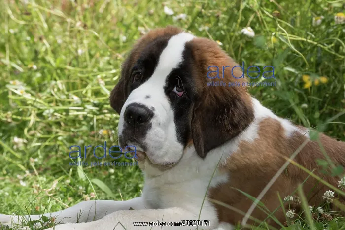 : Dog Saint Bernard 15 week old puppy : Dog Saint Bernard 15 week old puppy