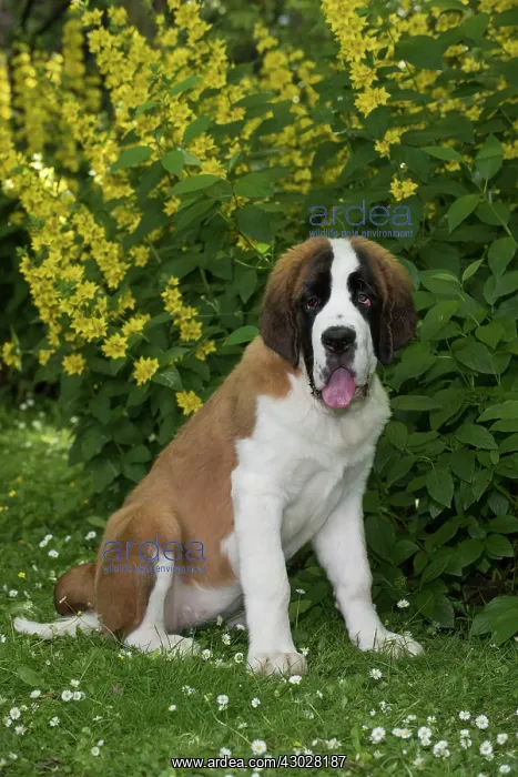 : Dog Saint Bernard 15 week old puppy : Dog Saint Bernard 15 week old puppy