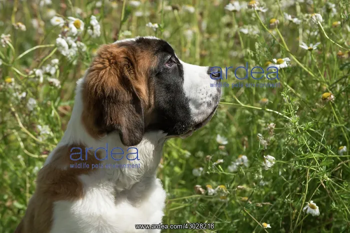 : Dog Saint Bernard 15 week old puppy : Dog Saint Bernard 15 week old puppy