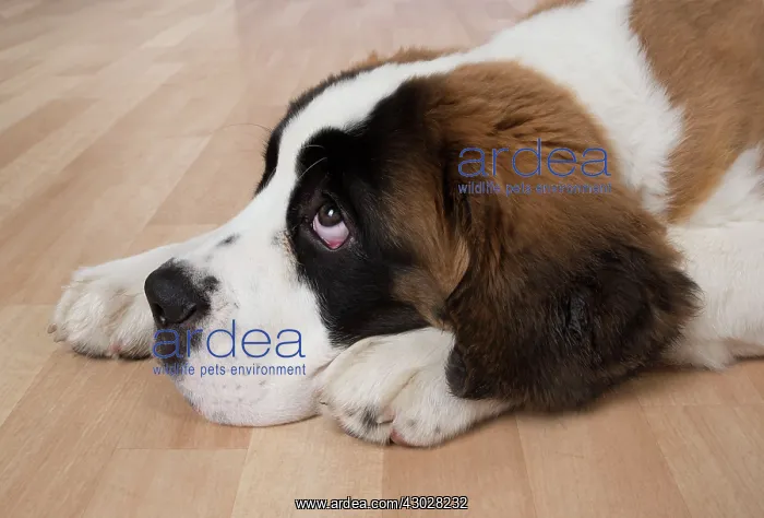 : Dog Saint Bernard 15 week old puppy : Dog Saint Bernard 15 week old puppy