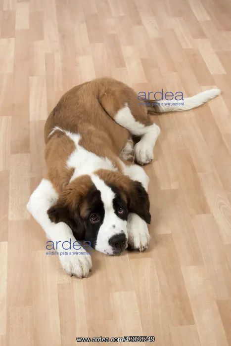 : Dog Saint Bernard 15 week old puppy : Dog Saint Bernard 15 week old puppy