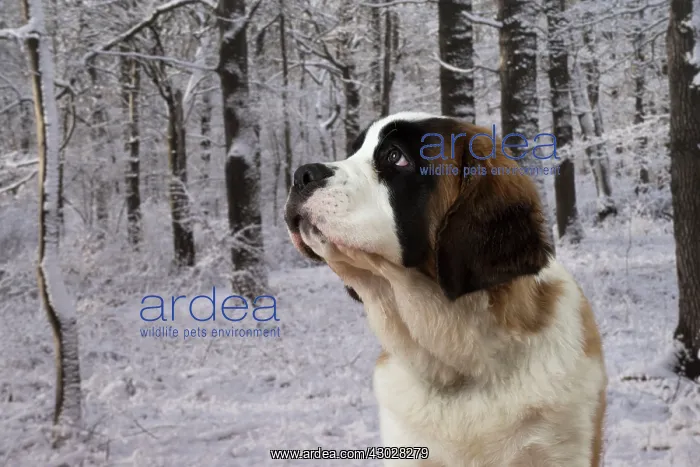: Dog Saint Bernard 15 week old puppy : Dog Saint Bernard 15 week old puppy
