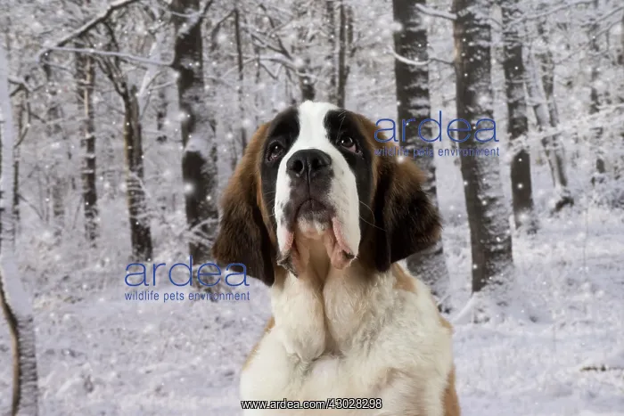 : Dog Saint Bernard 15 week old puppy : Dog Saint Bernard 15 week old puppy
