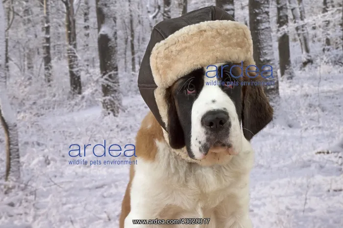 : Dog Saint Bernard 15 week old puppy : Dog Saint Bernard 15 week old puppy