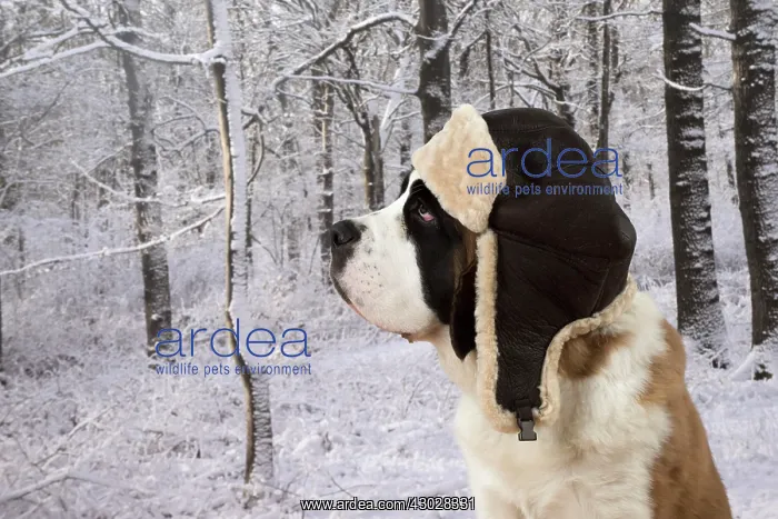: Dog Saint Bernard 15 week old puppy : Dog Saint Bernard 15 week old puppy