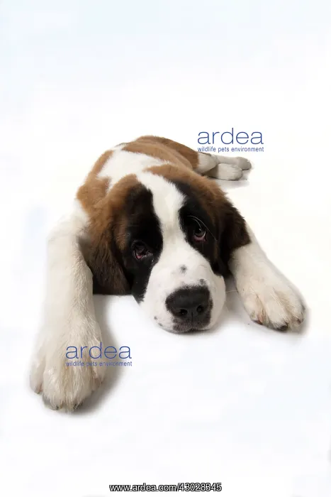  : Dog Saint Bernard 15 week old puppy
