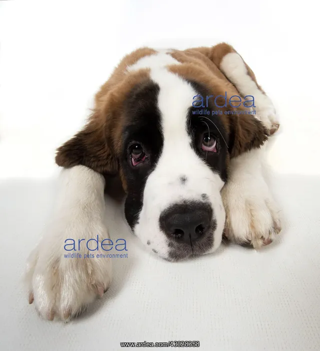  : Dog Saint Bernard 15 week old puppy