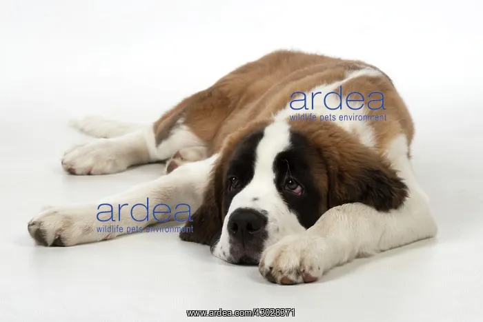  : Dog Saint Bernard 15 week old puppy