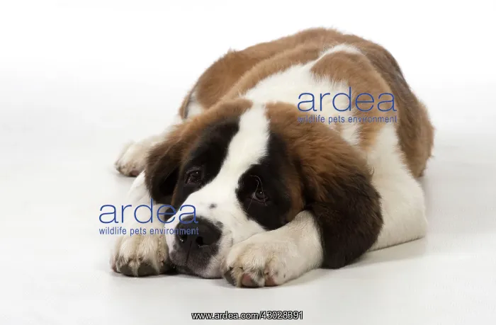  : Dog Saint Bernard 15 week old puppy