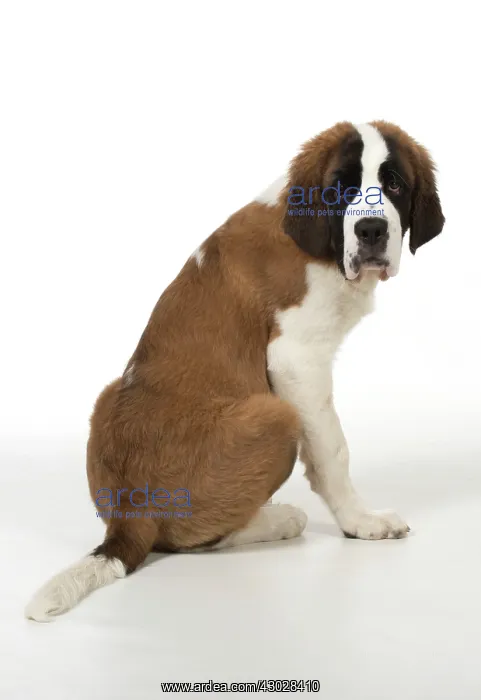 : Dog Saint Bernard 15 week old puppy : Dog Saint Bernard 15 week old puppy