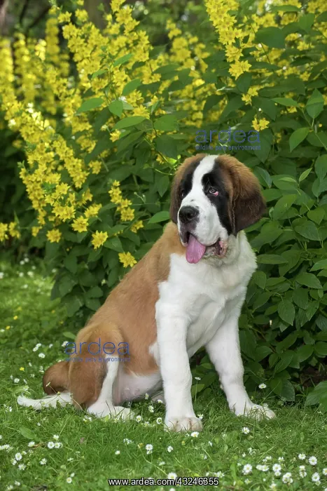 : Dog Saint Bernard 15 week old puppy : Dog Saint Bernard 15 week old puppy