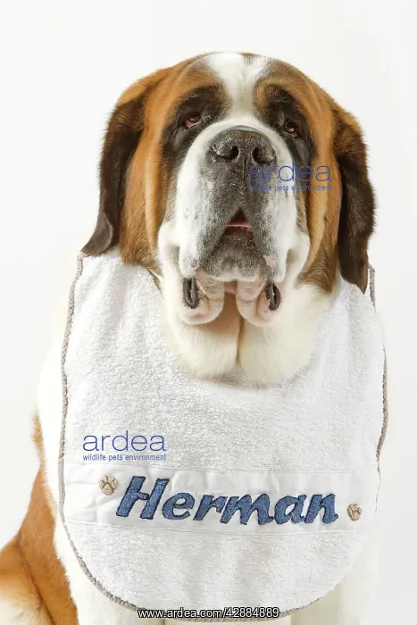  : Dog - Saint Bernard wearing bib