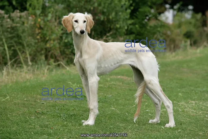 : DOG. Saluki : DOG. Saluki