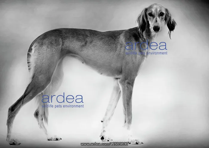  : Dog - Saluki