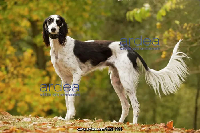  : Dog - Saluki