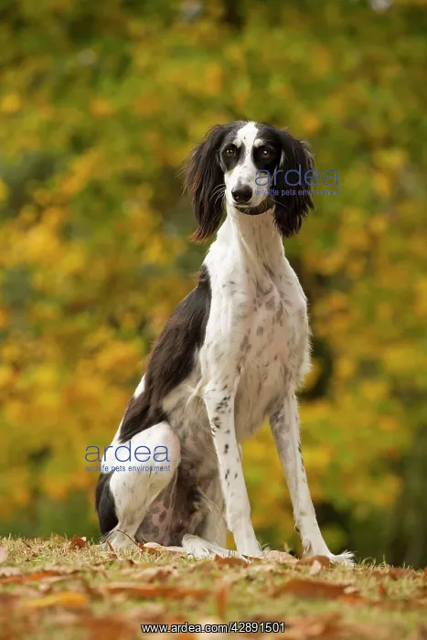  : Dog - Saluki