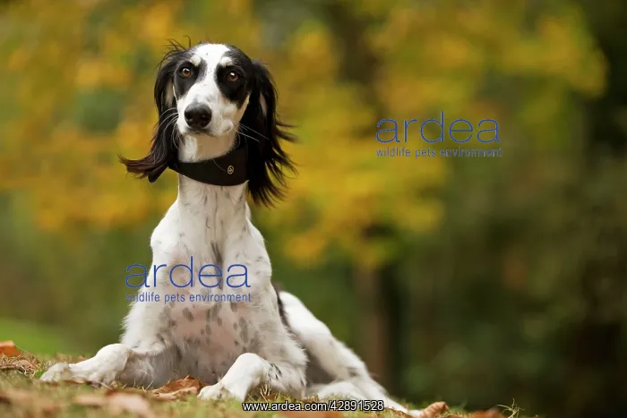  : Dog - Saluki