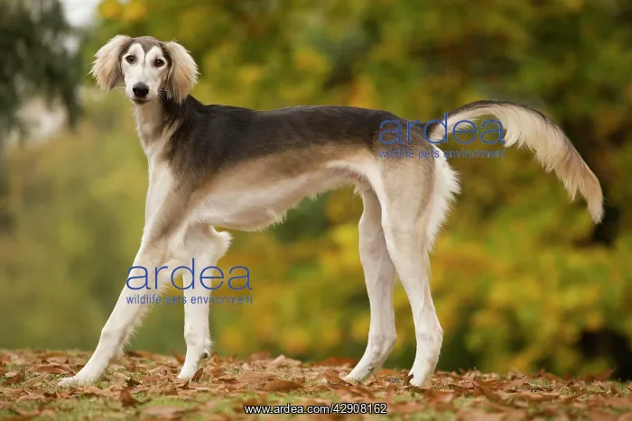 : Dog - Saluki : Dog - Saluki