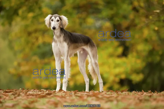 : Dog - Saluki : Dog - Saluki