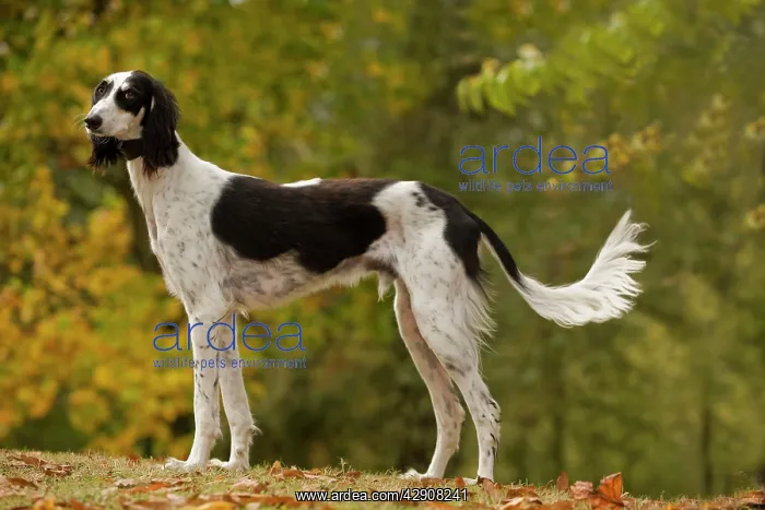  : Dog - Saluki