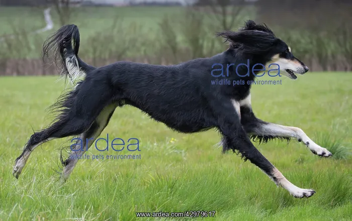  : Dog - Saluki