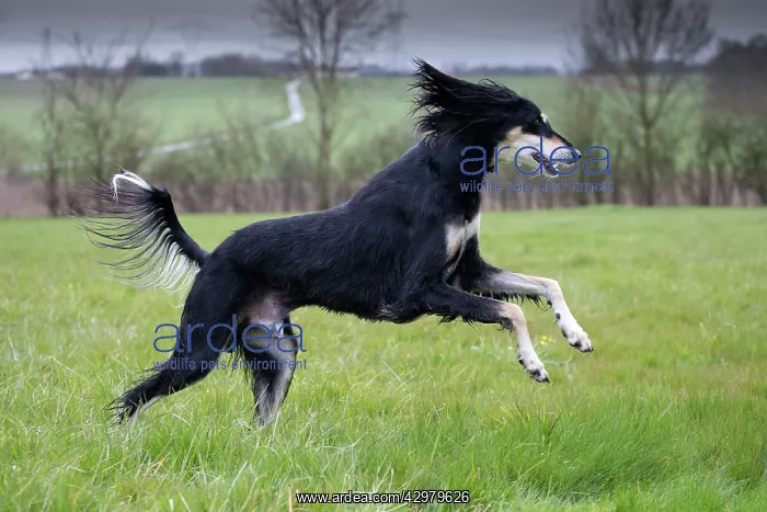  : Dog - Saluki
