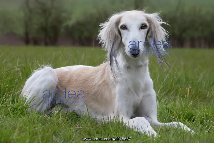  : Dog - Saluki