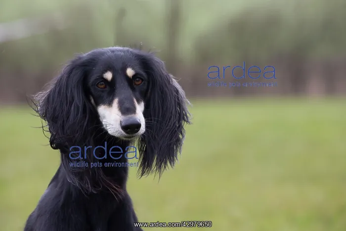  : Dog - Saluki