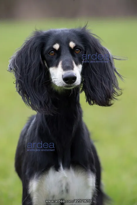  : Dog - Saluki