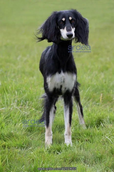  : Dog - Saluki