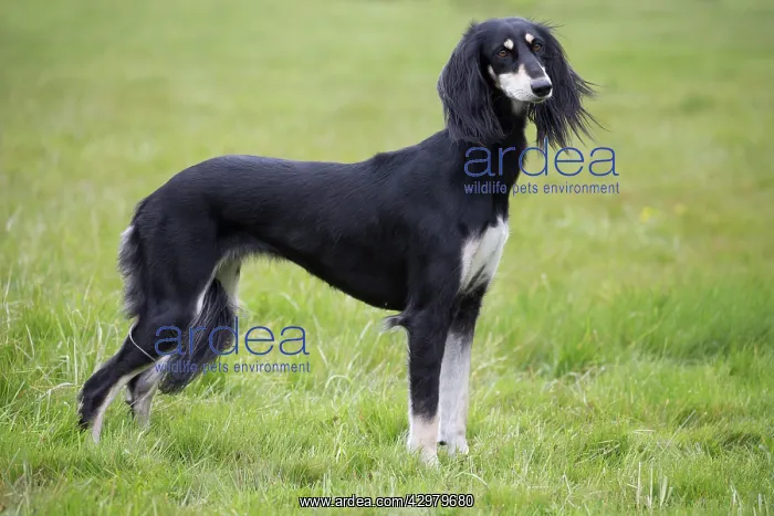  : Dog - Saluki