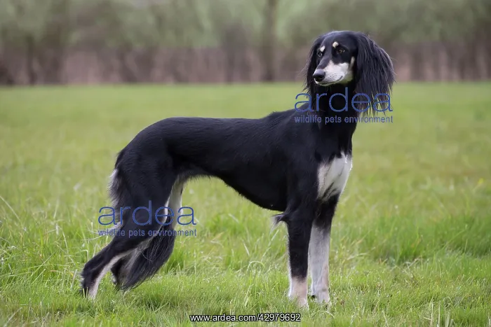  : Dog - Saluki