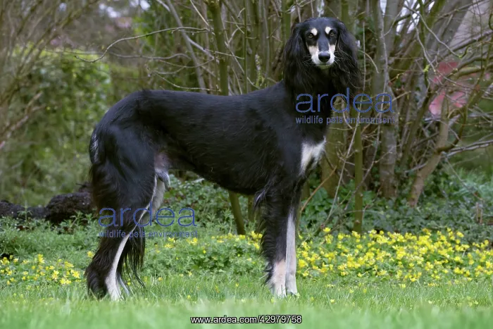  : Dog - Saluki