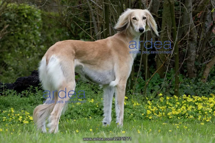  : Dog - Saluki