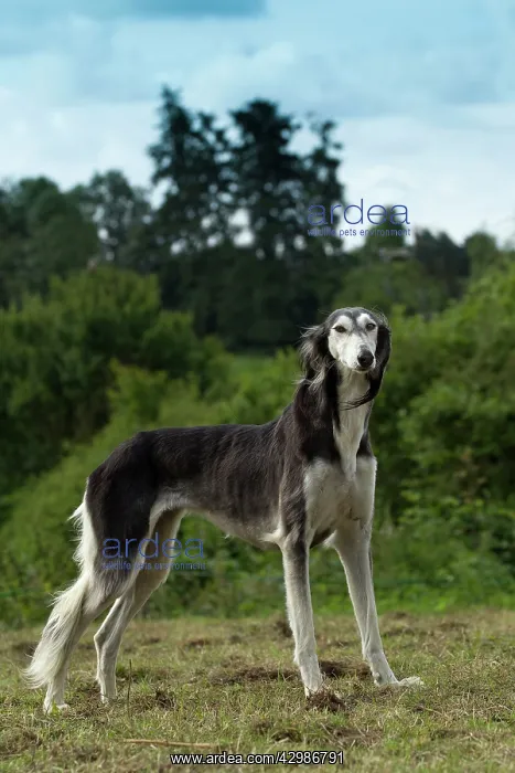  : Dog - Saluki